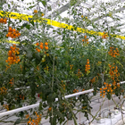 Strong And Flexible Tomato Twine For Easy Plant Support And Training UV Stabilization